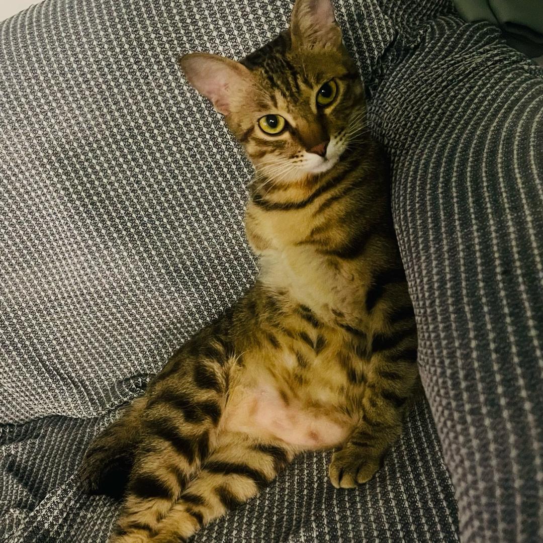 我家的三只猫日常