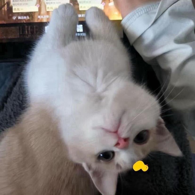 毛蛋