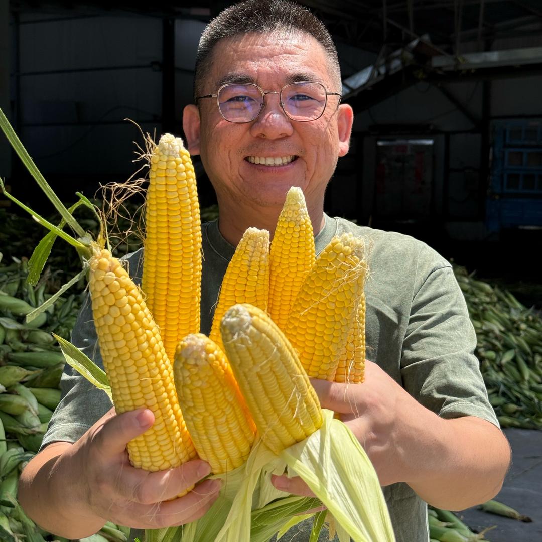 万全鲜食玉米（鲜玉米新鲜发货）