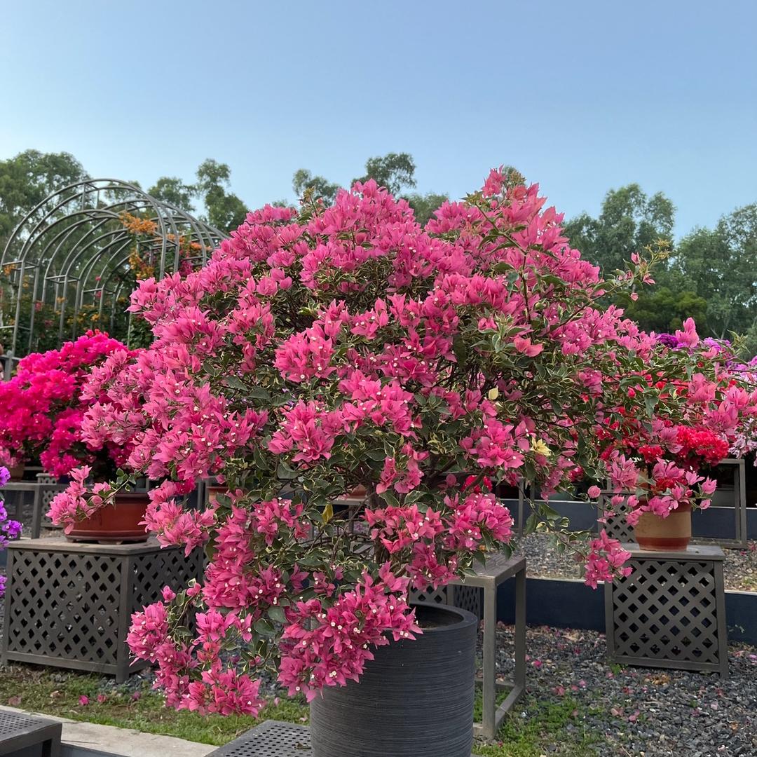 小幸运草精灵🧚‍♂️