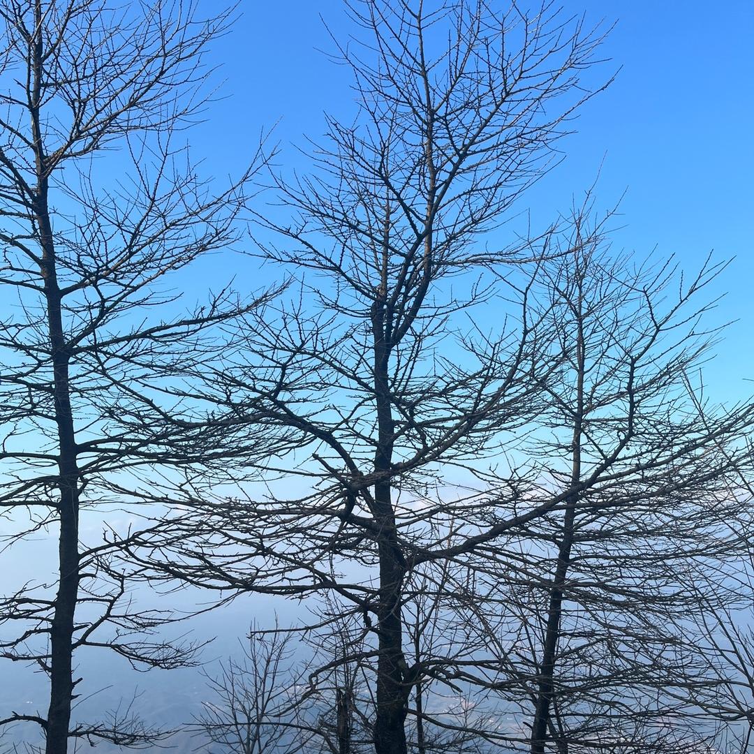 馒头