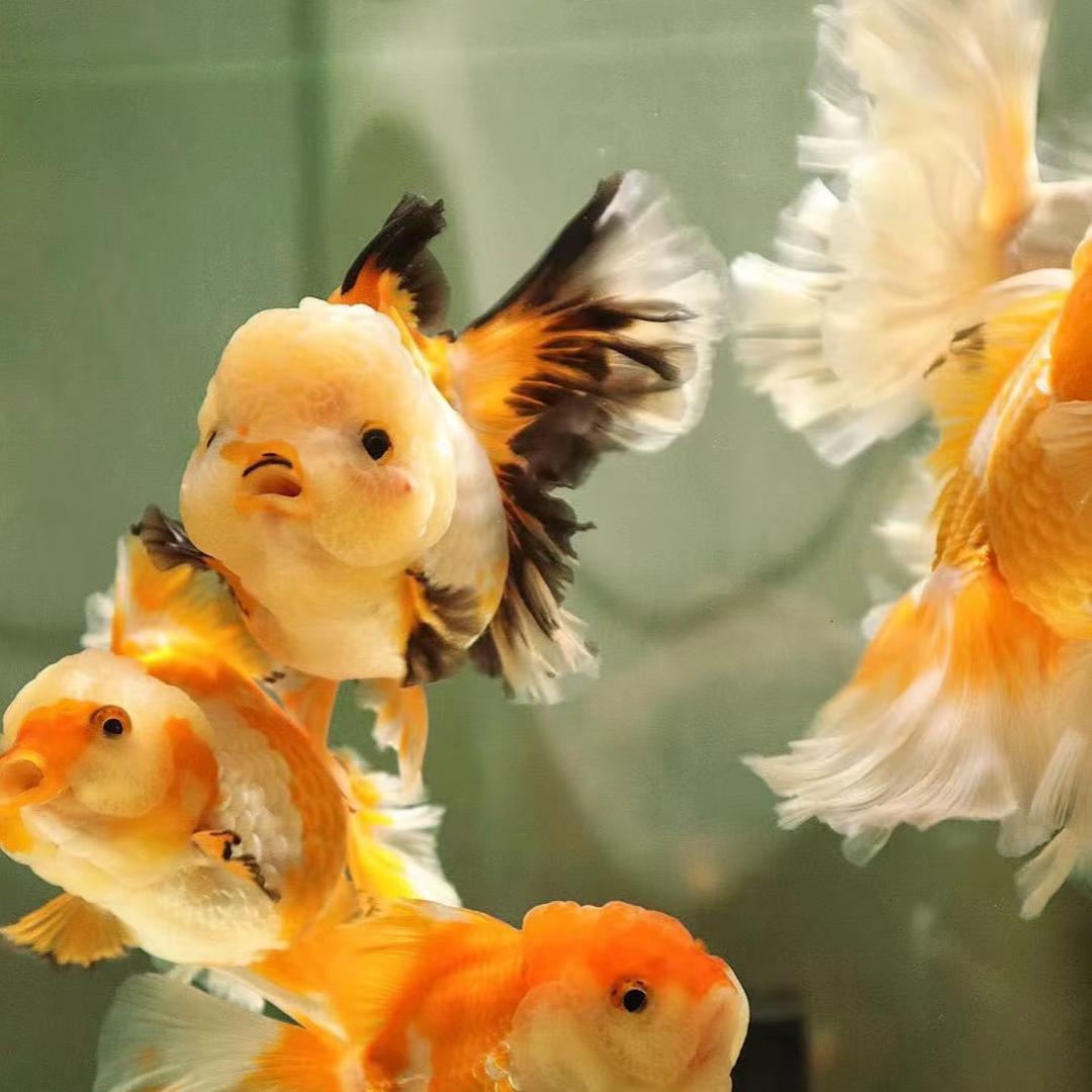 锦澄精品观赏鱼