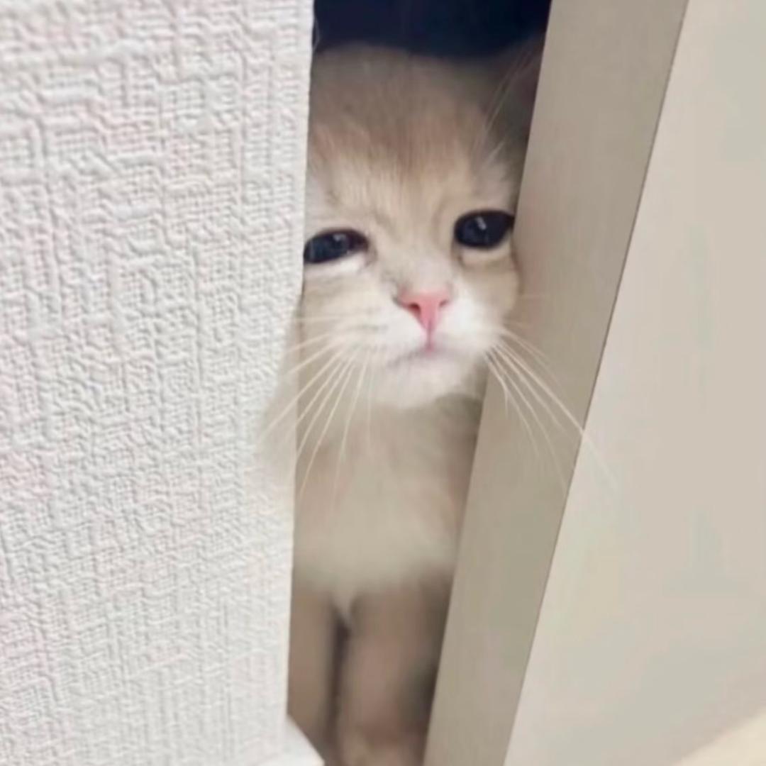我不会撒谎