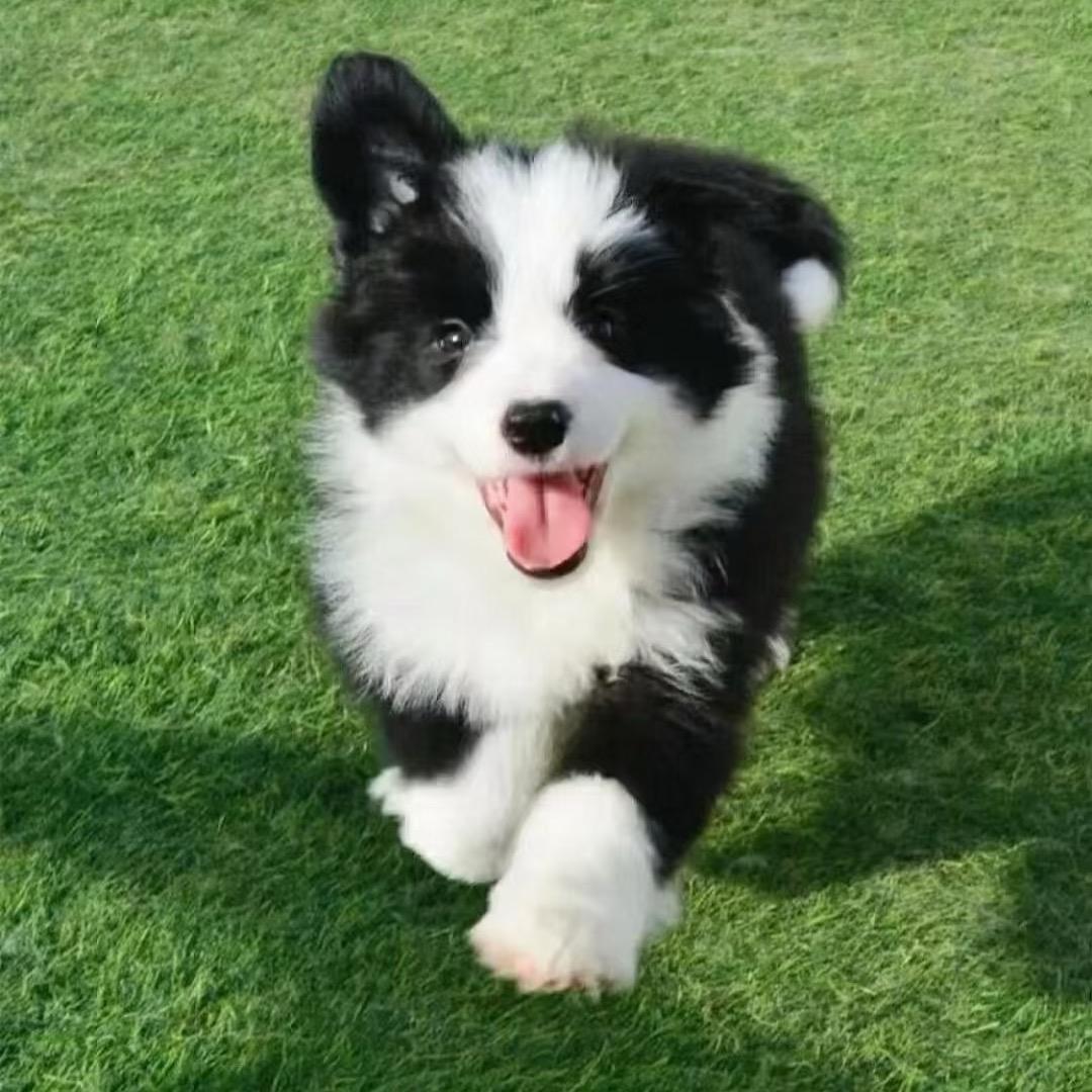 找边牧GO🐶2