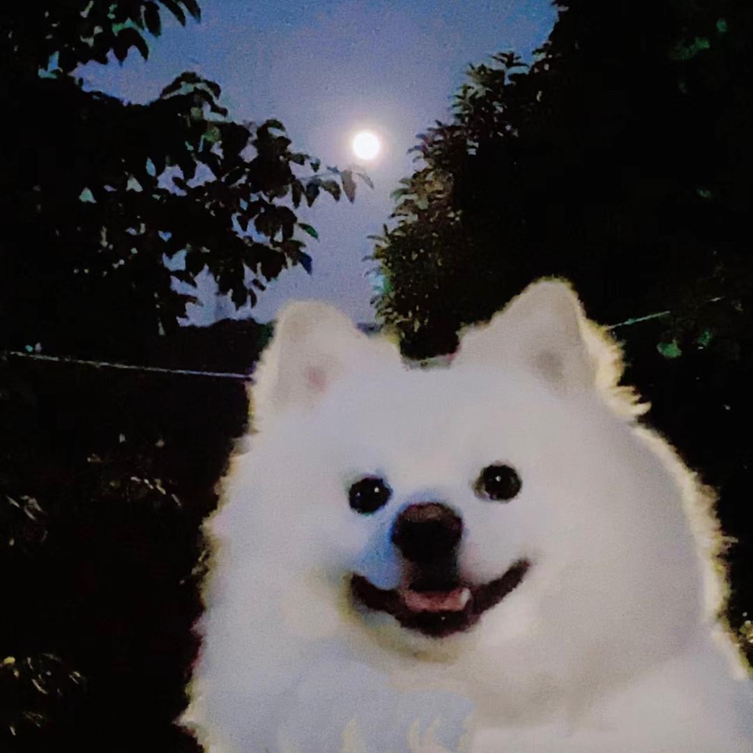 西瓜鲨手