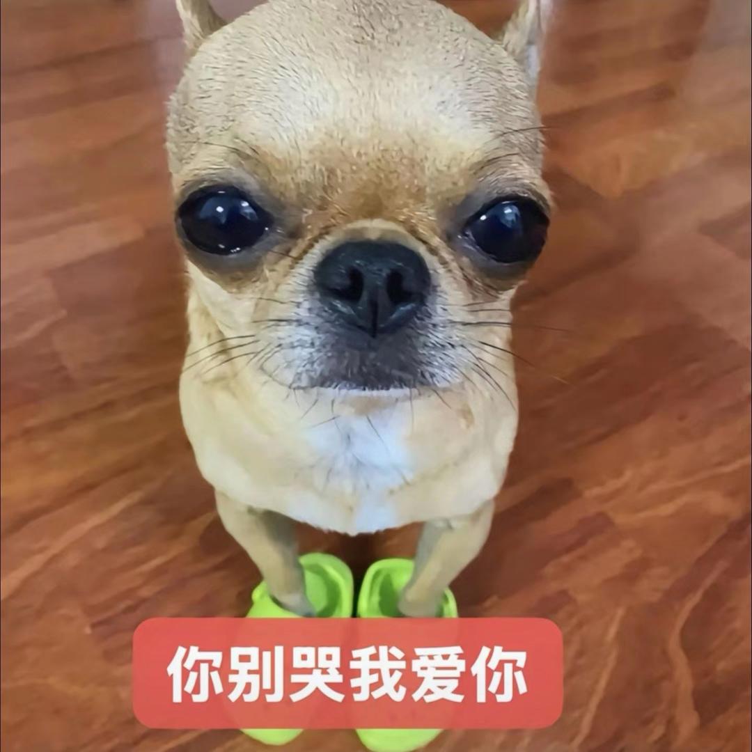 不为人知的小猫咪