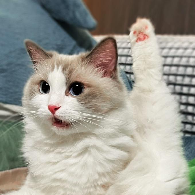 养猫百科（求关注版）