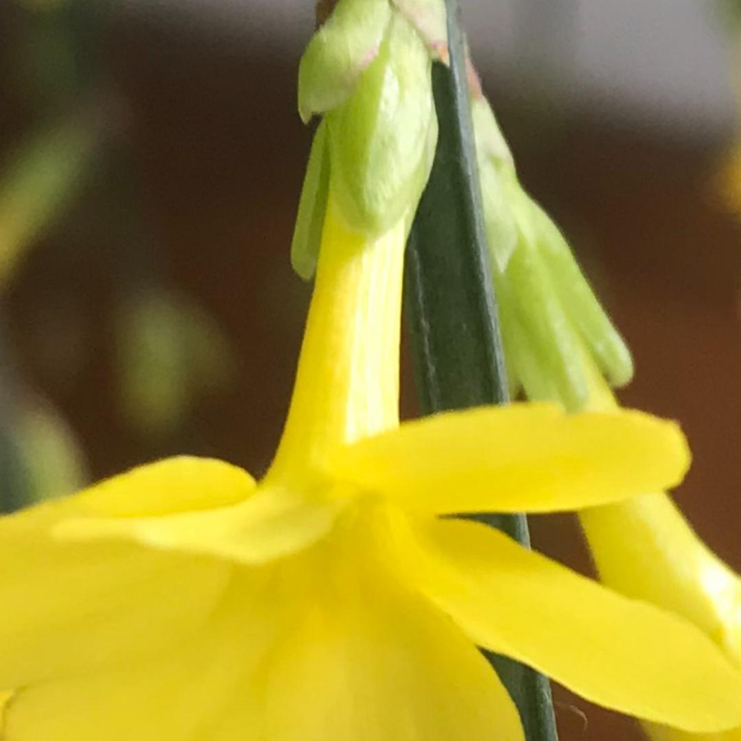 芳