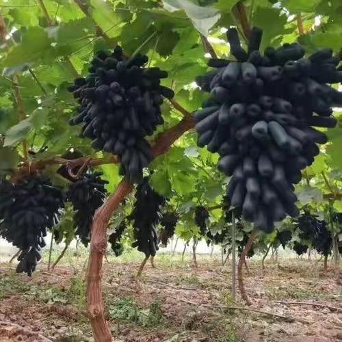 花月浓泽帆果树苗木专卖店