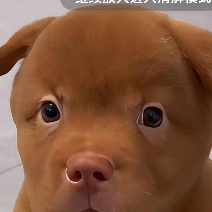 狗爹