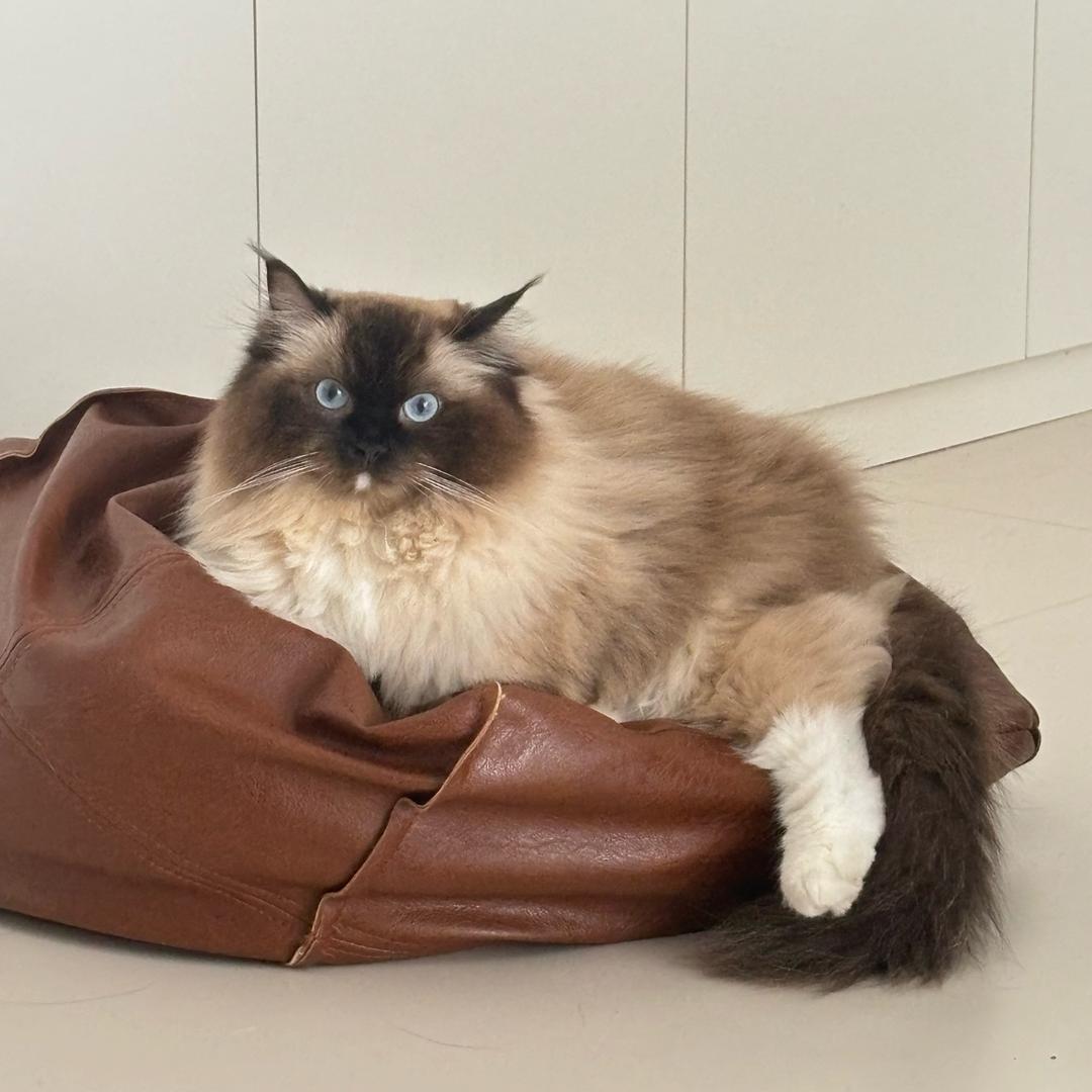 -人间水蜜桃🍑（爱钩织版）