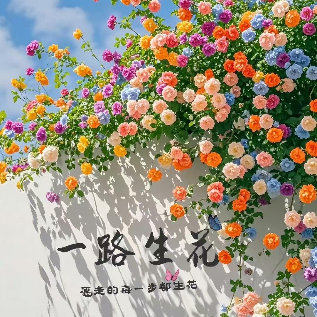 ⭐️满目星河🌟