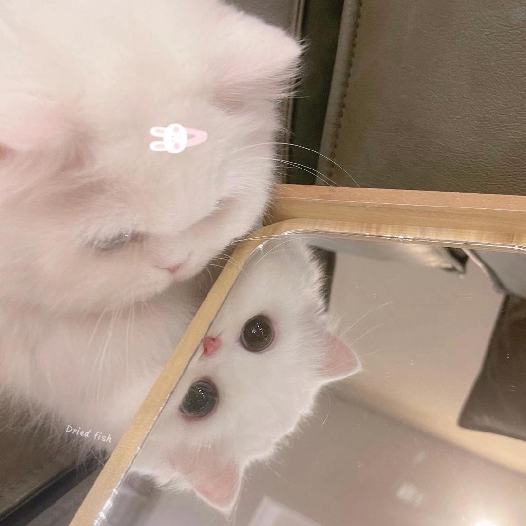 一只猫0^0
