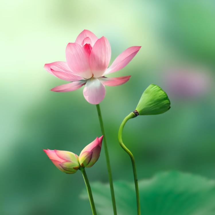 菩提子