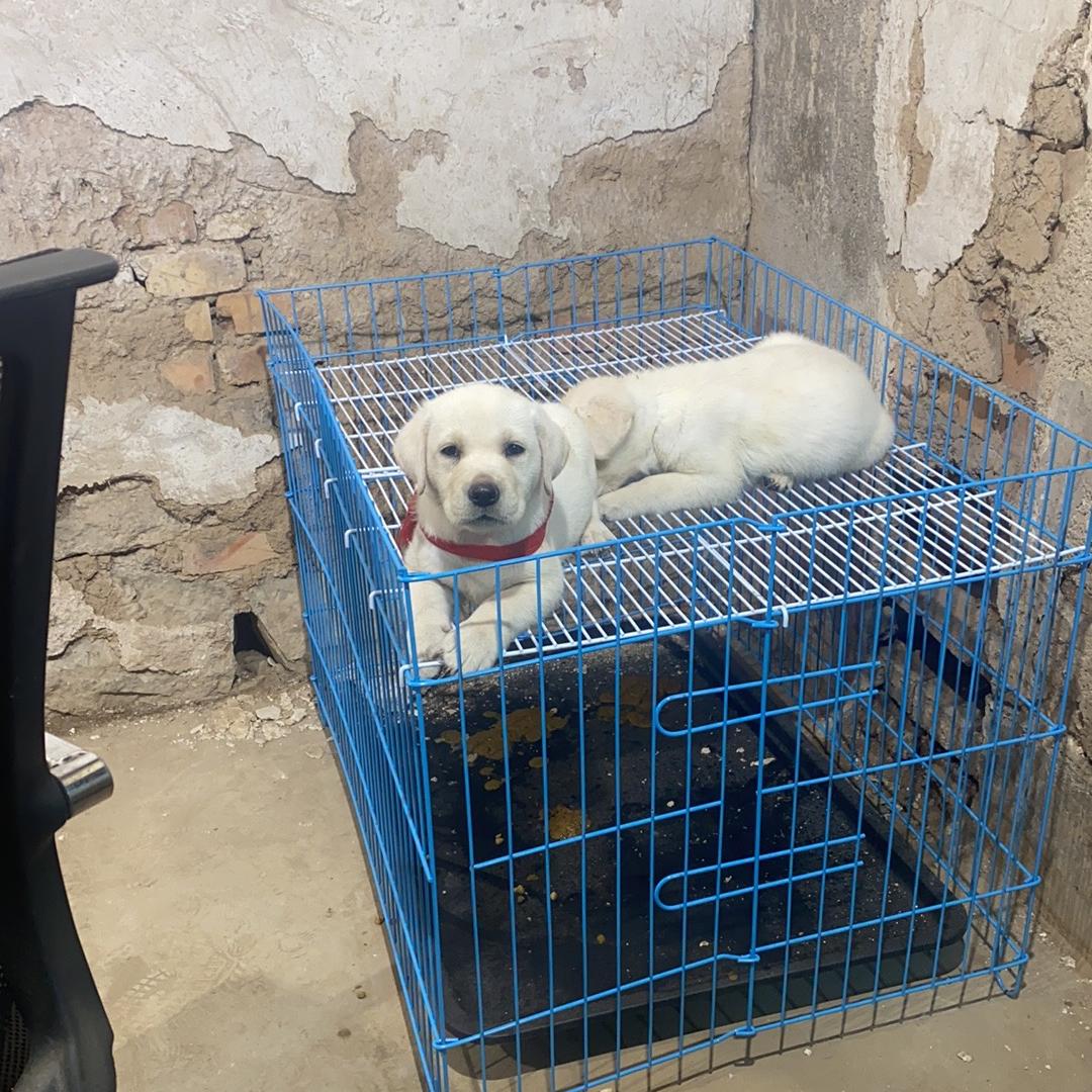 青青啦不啦多萌宠