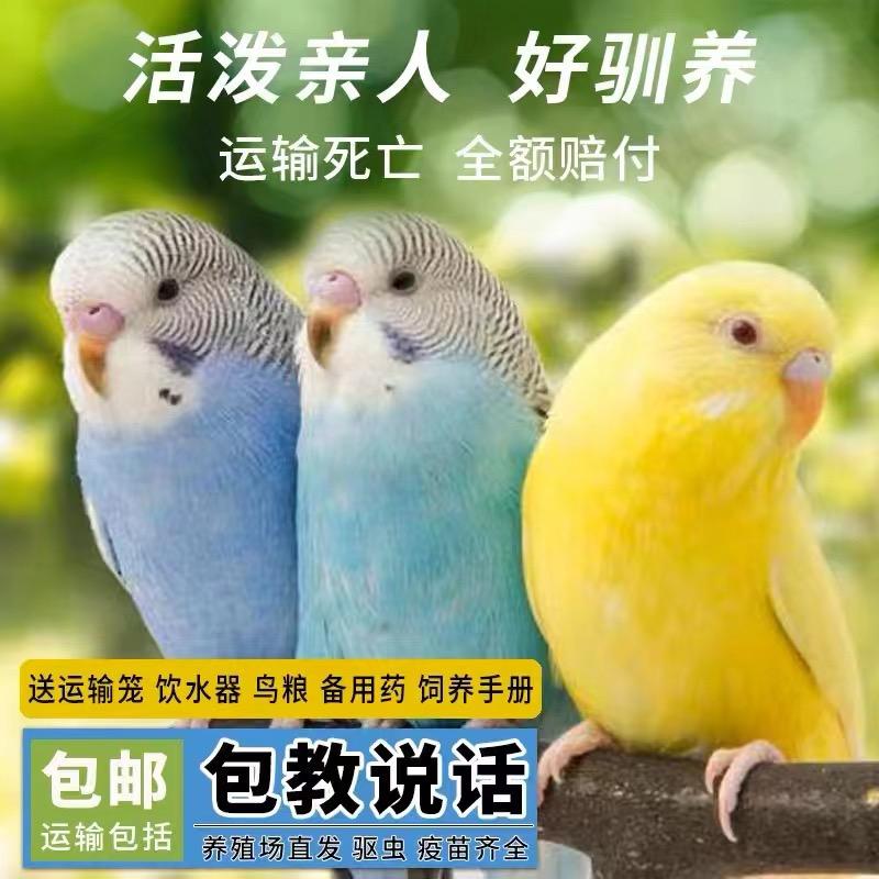 宠物养殖之家
