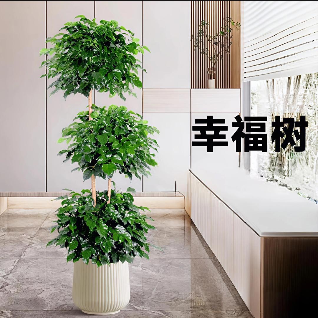 tiantian