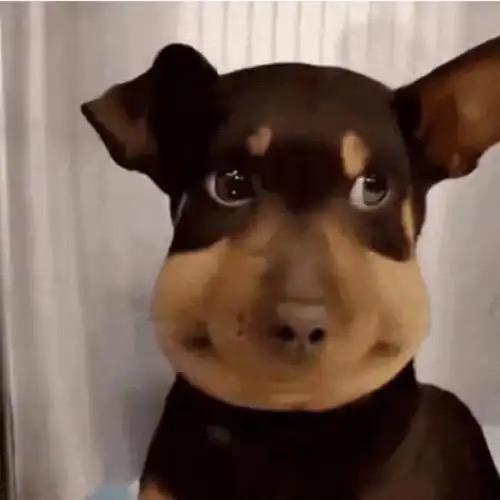 溪哥
