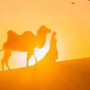 驼管家新疆阿勒泰正宗驼奶粉