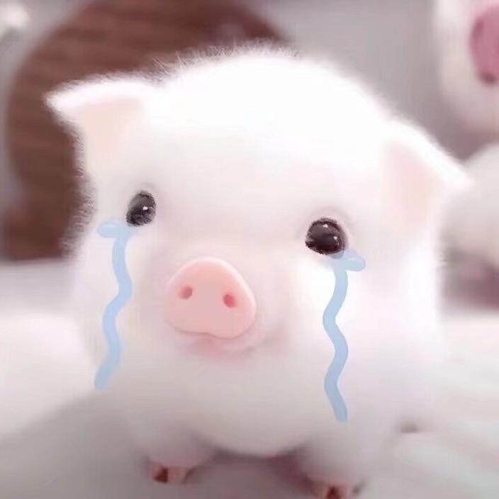 选小贝