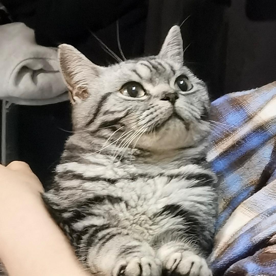 啃啃蓝莓w