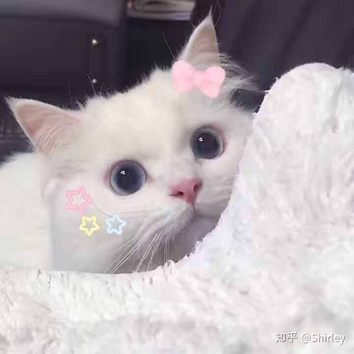 酸菜炖粉条