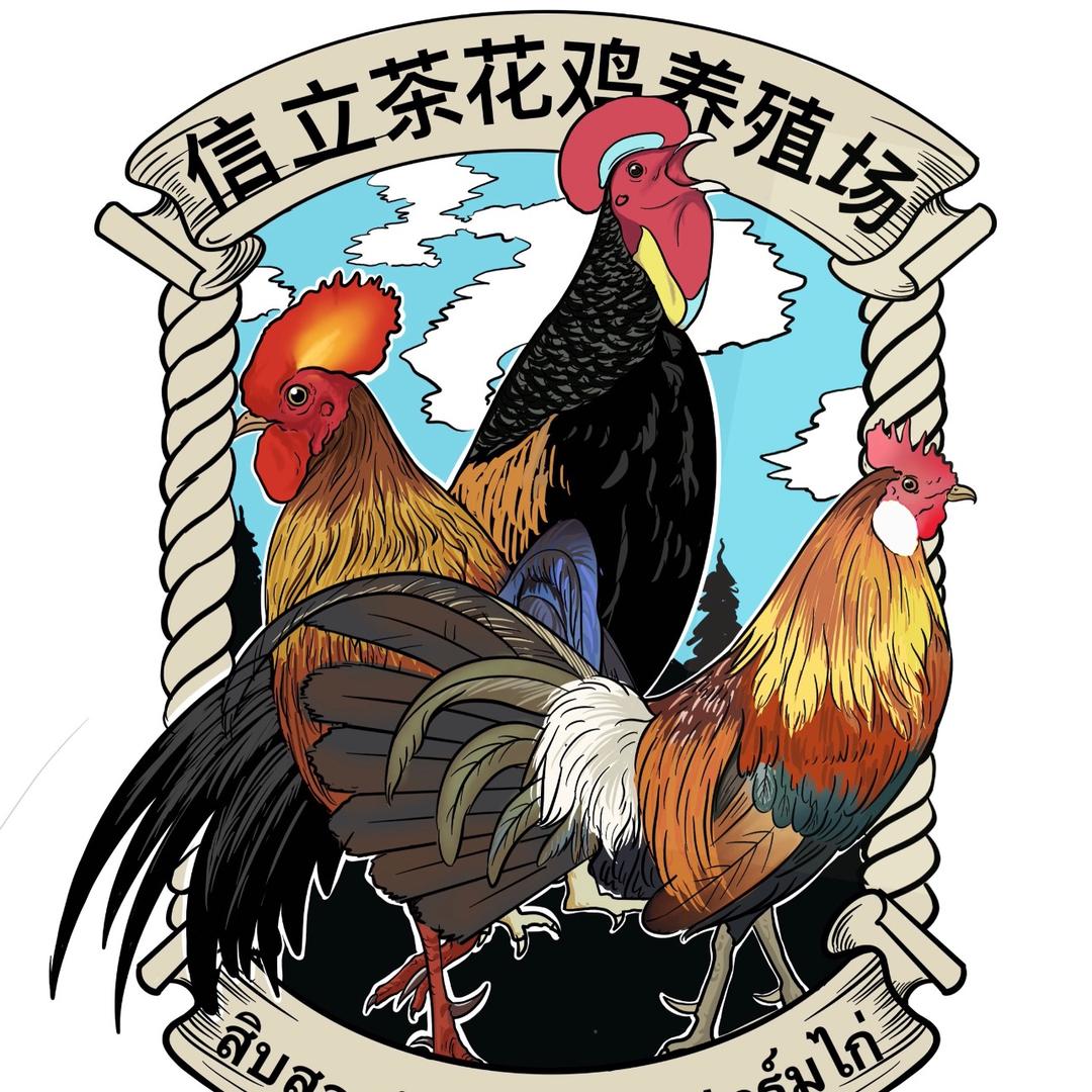 信立杂原茶花鸡养殖