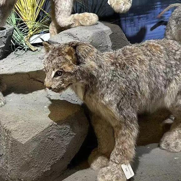 青亦