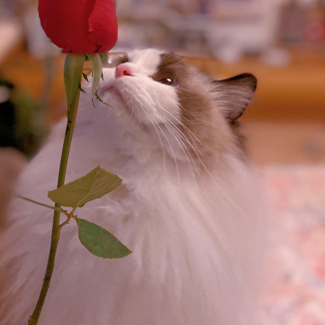 舞神
