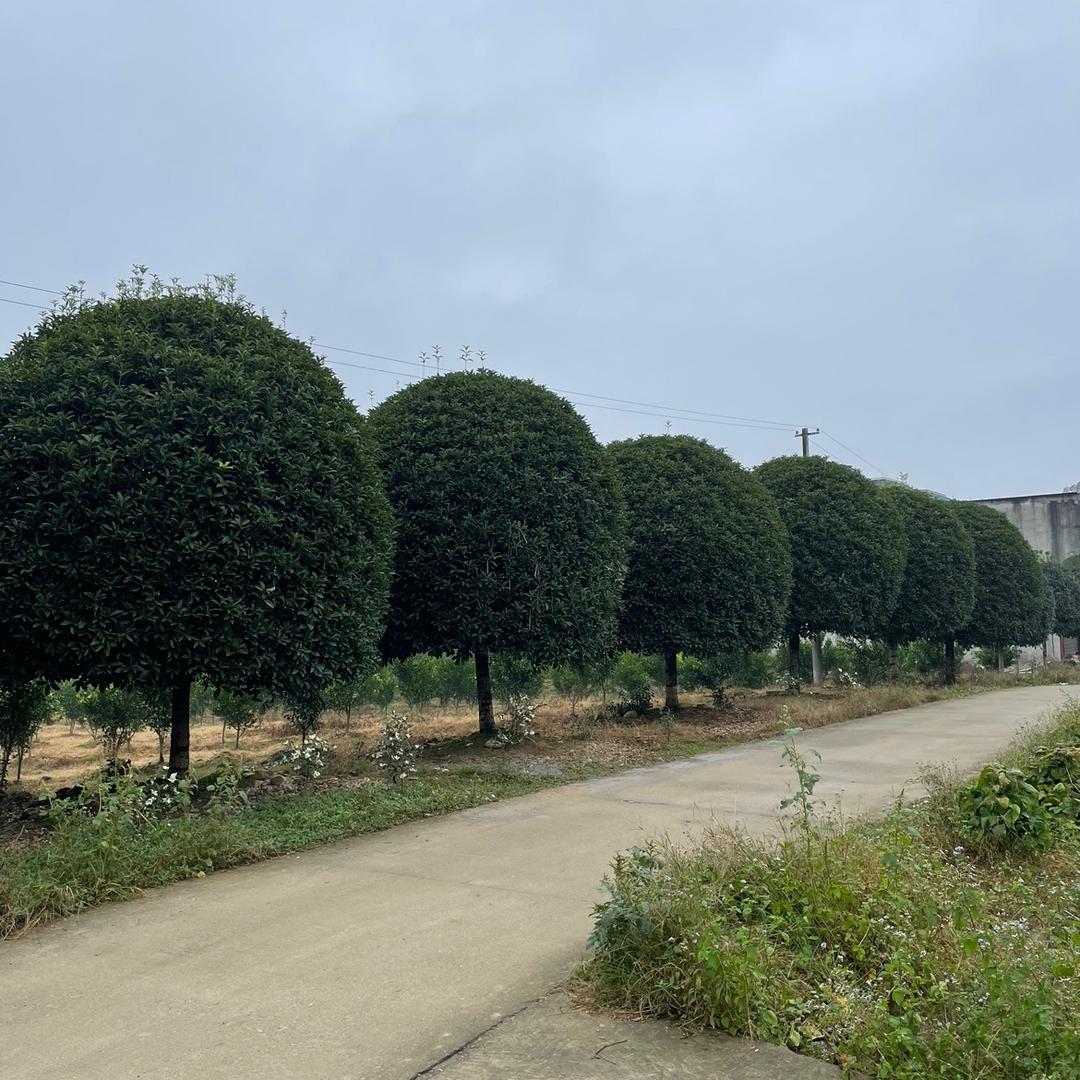 雅安市名山区纵横苗木种植园