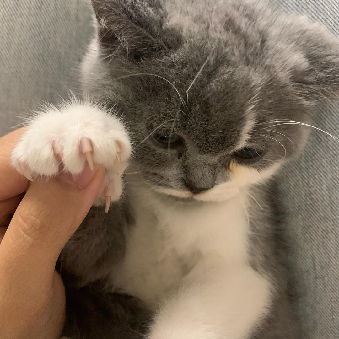 猫多鱼