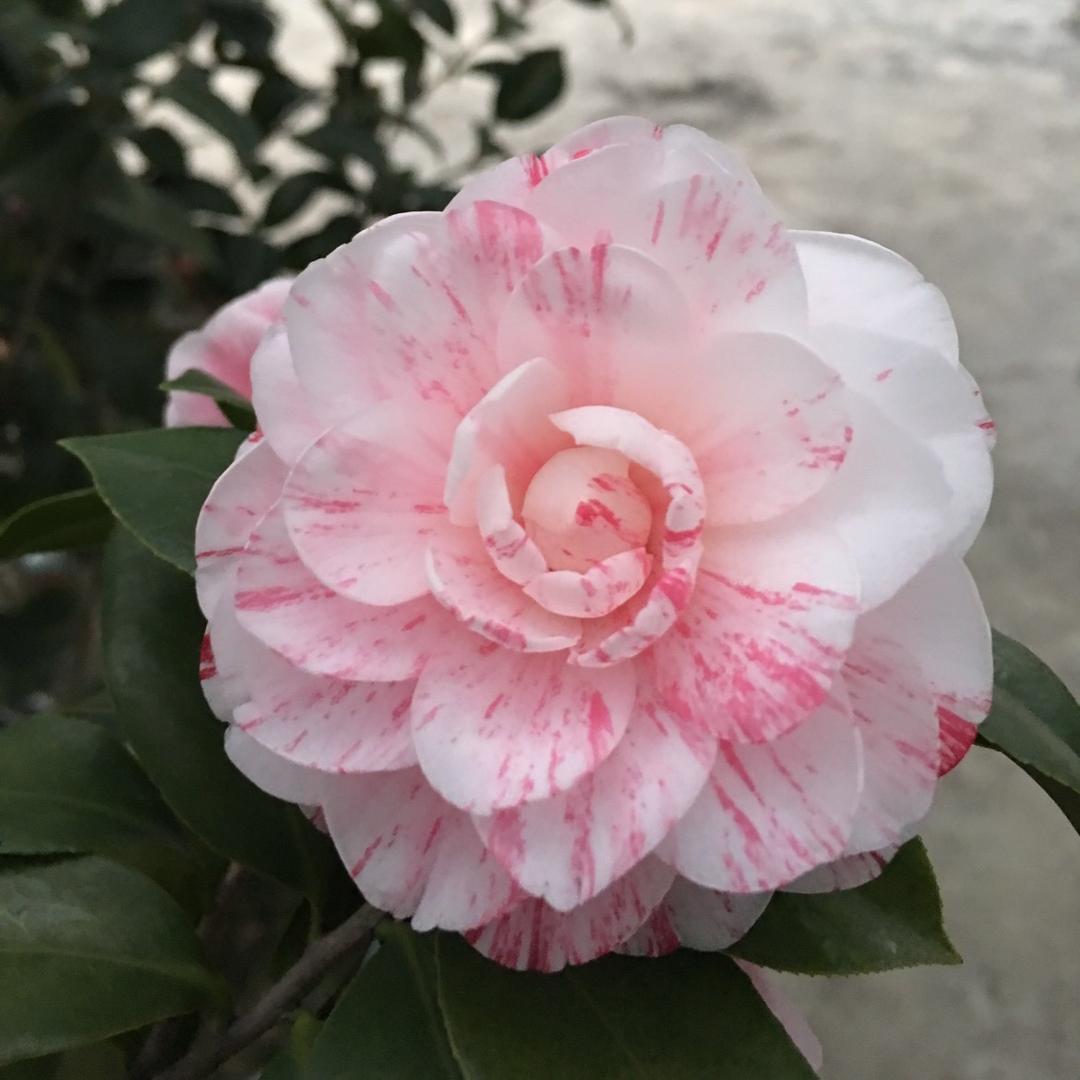 潮州仙种五宝茶花园（标）