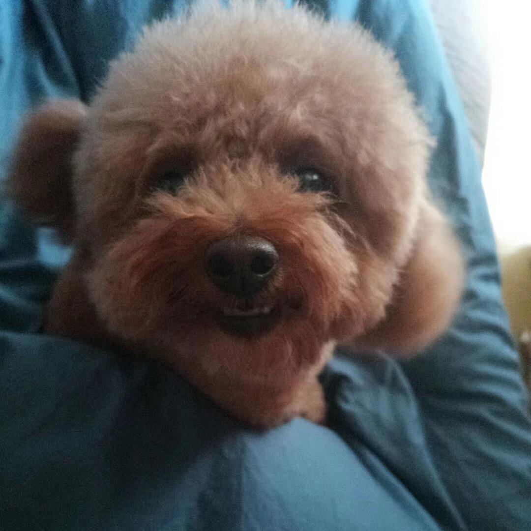 糖的治愈日记