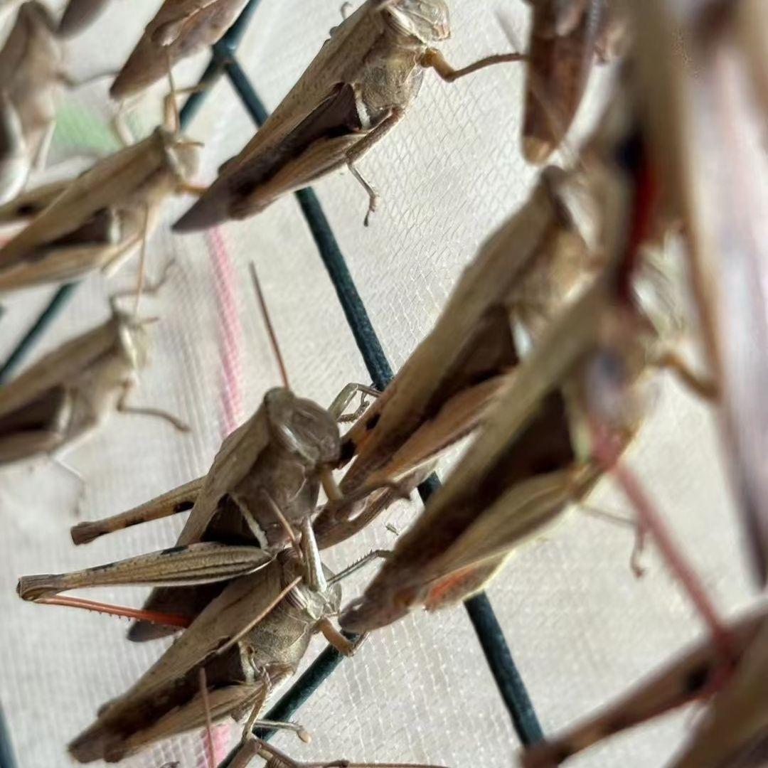 贵州阿材-丁蜢花腿