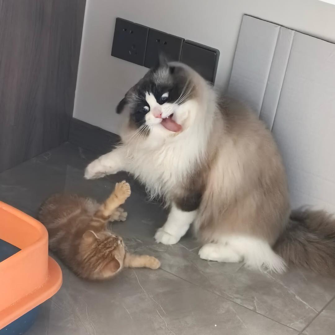 元元的满满爱嗦jue 🐾