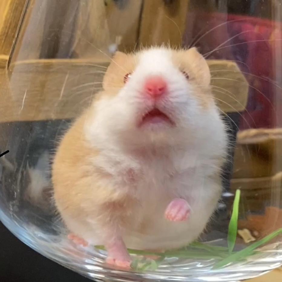 小槿的熊铺