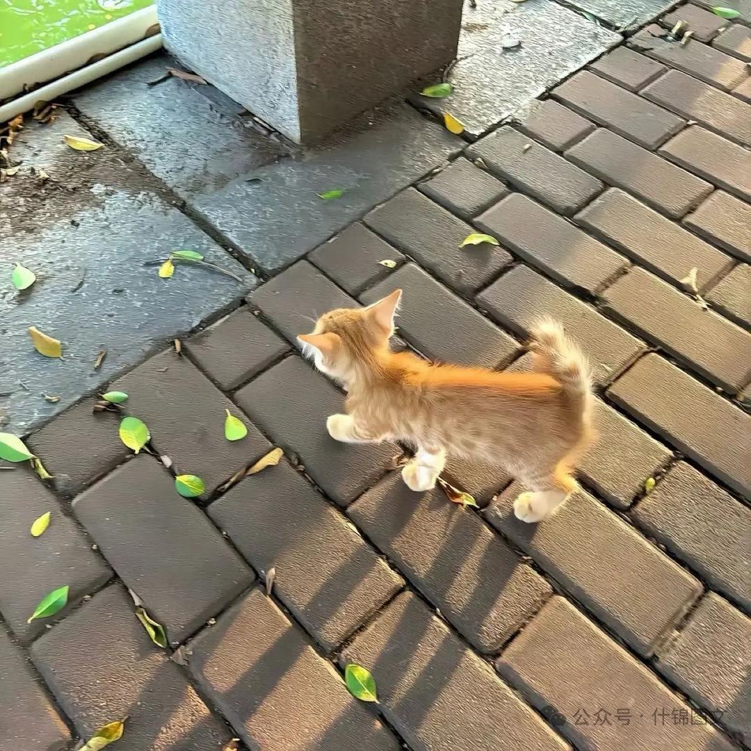 高粱怡