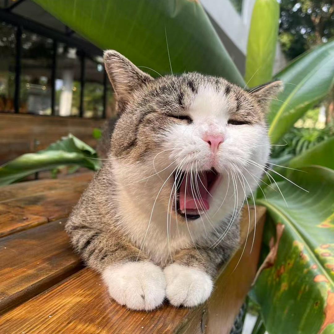 一只宝🐱