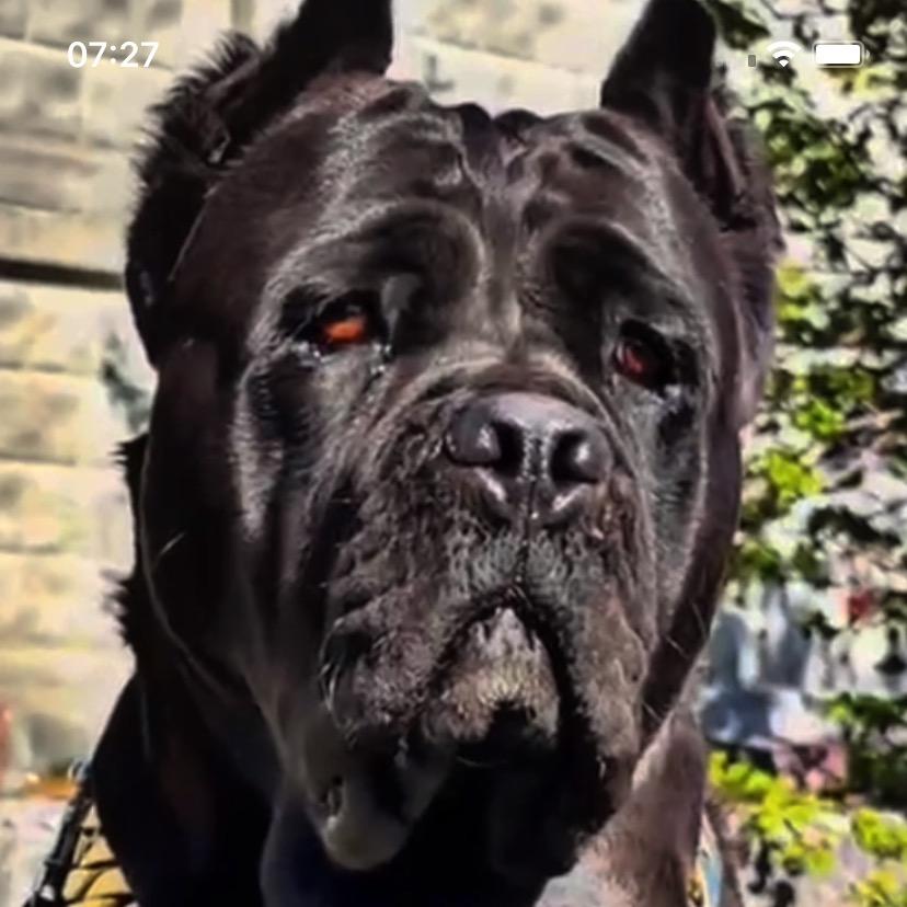 卡斯罗（直播号）