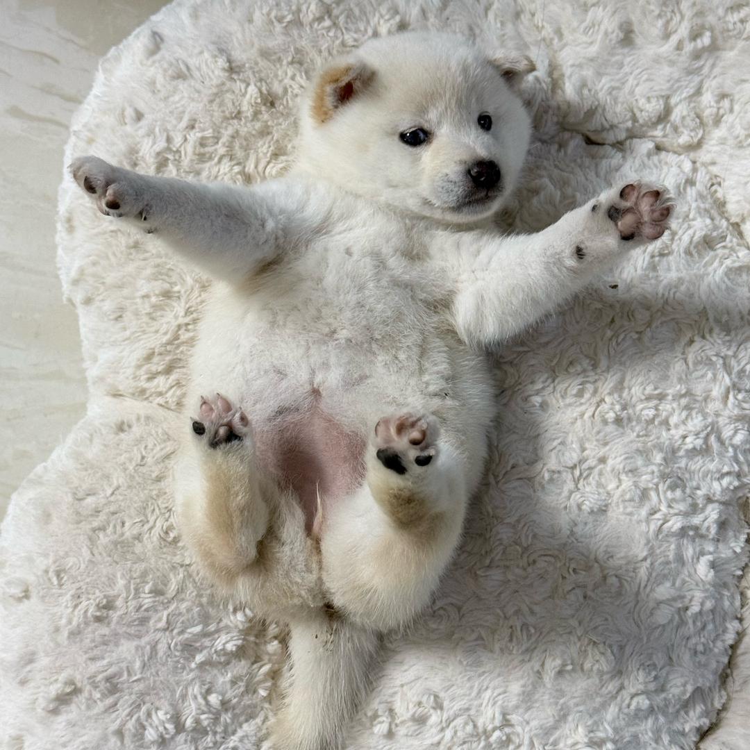 牛魔王的红红红孩儿