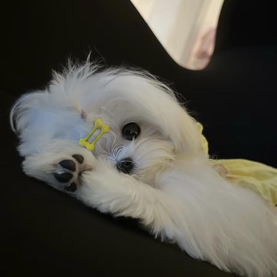 半更仙子