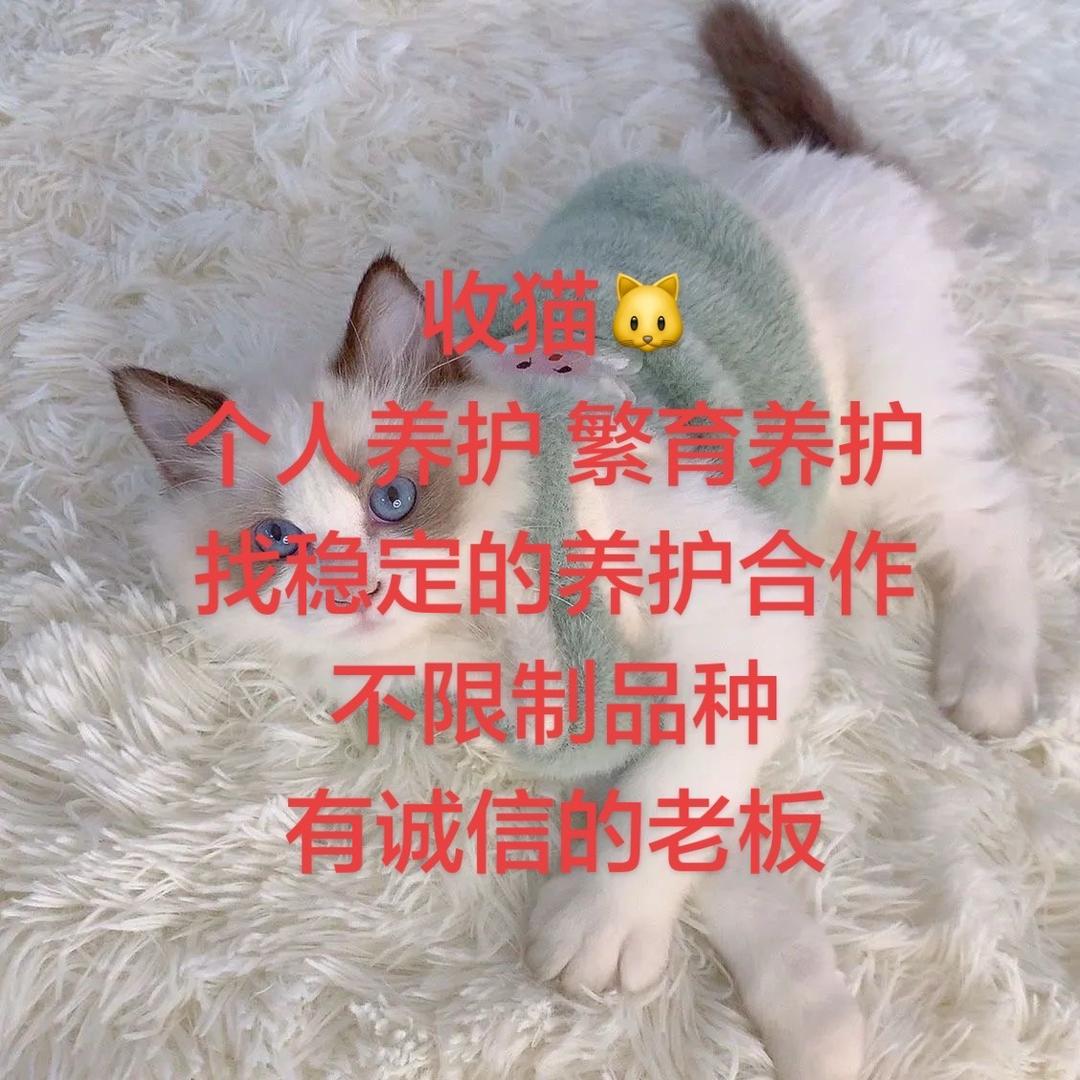 常年收猫(云南省内)