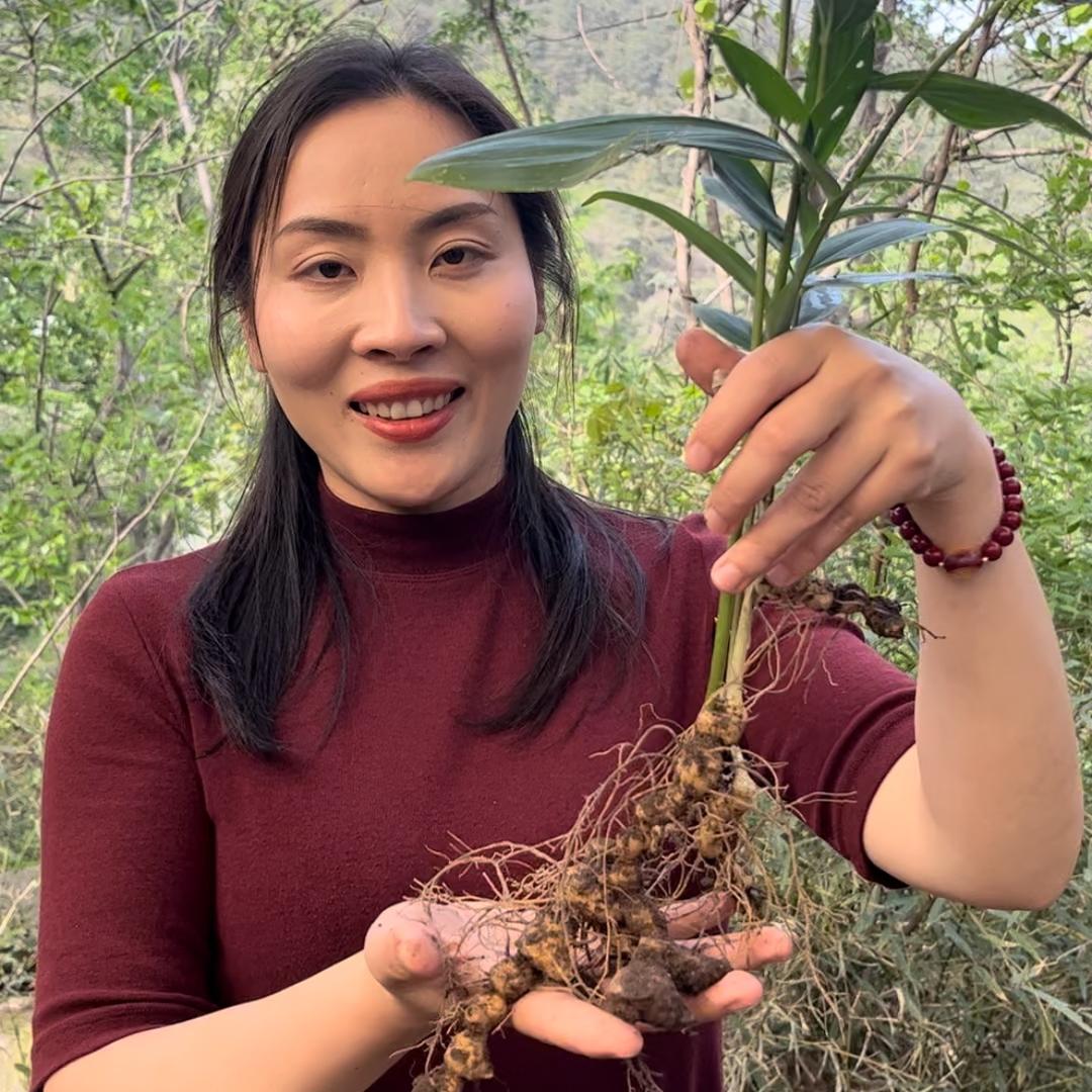 罗优（南岳高山黄精）