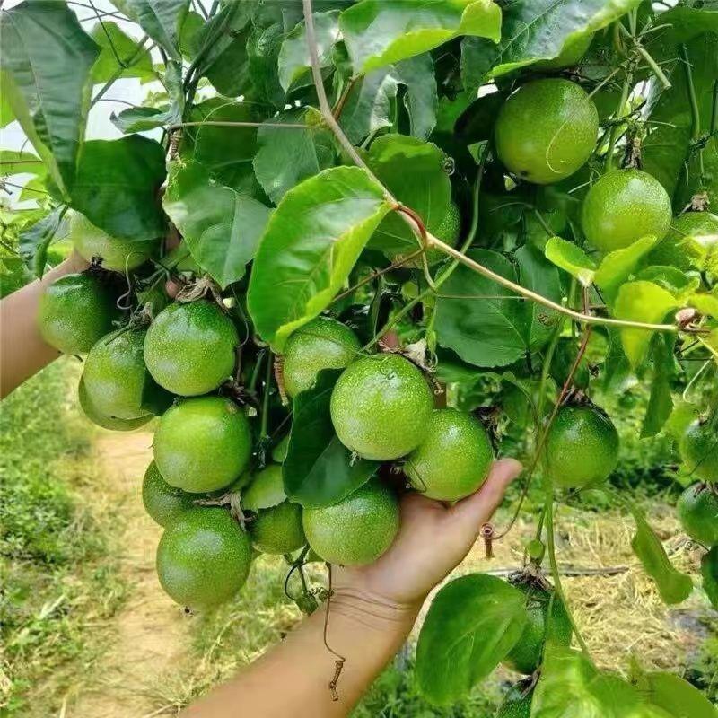 广西容县果真食品有限公司企业店