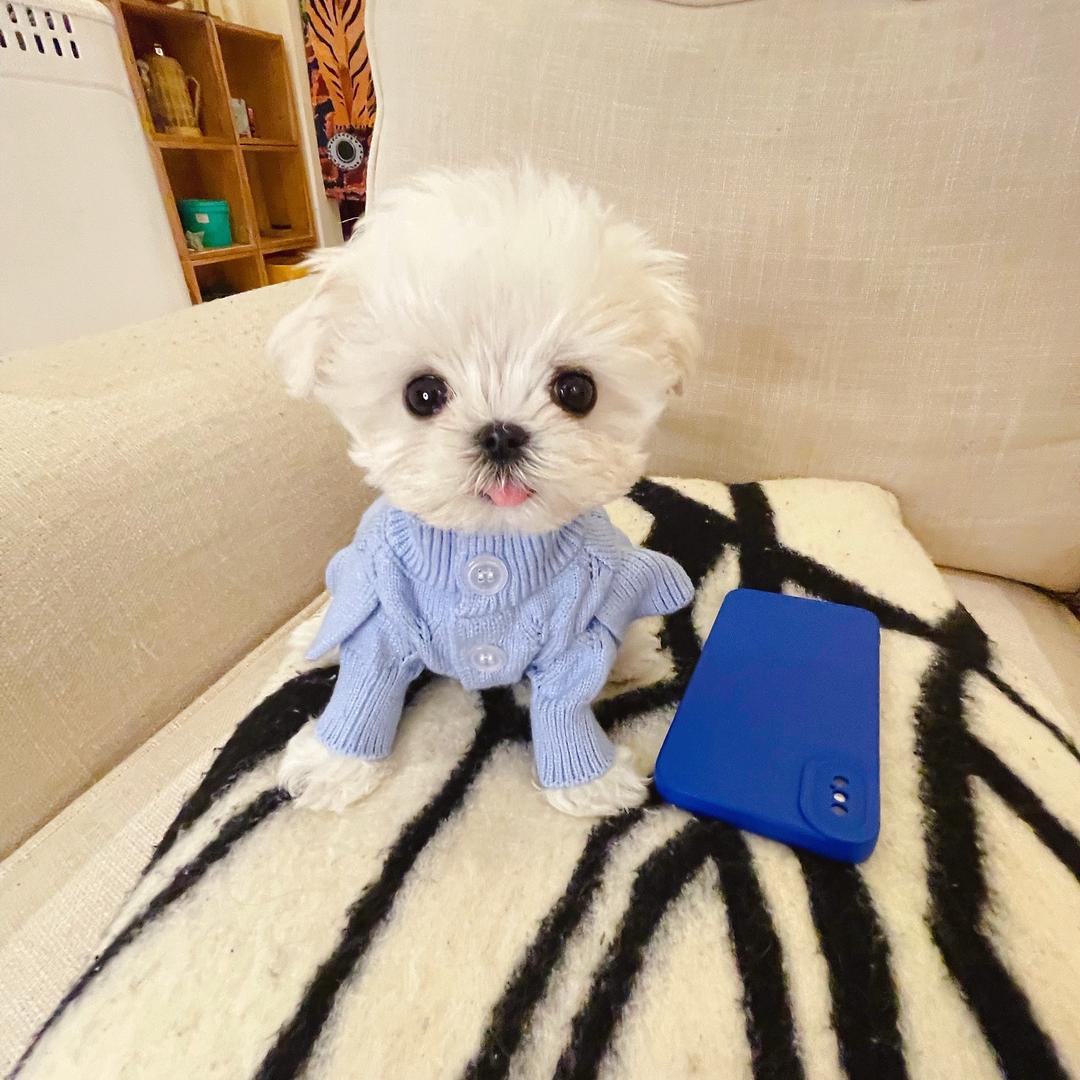 成都 约克夏 马尔济斯 西高地 犬舍