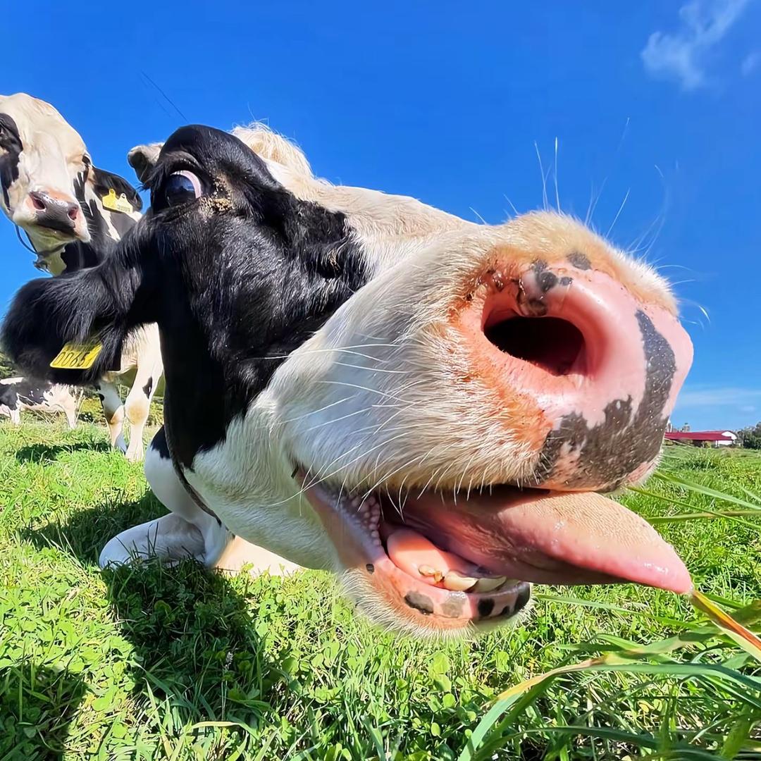 勇敢牛牛
