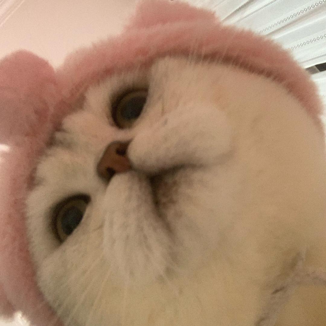 天天🐈