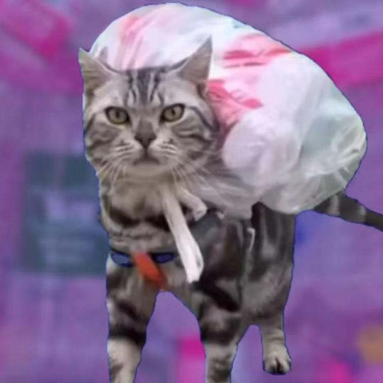 乐色猫meme