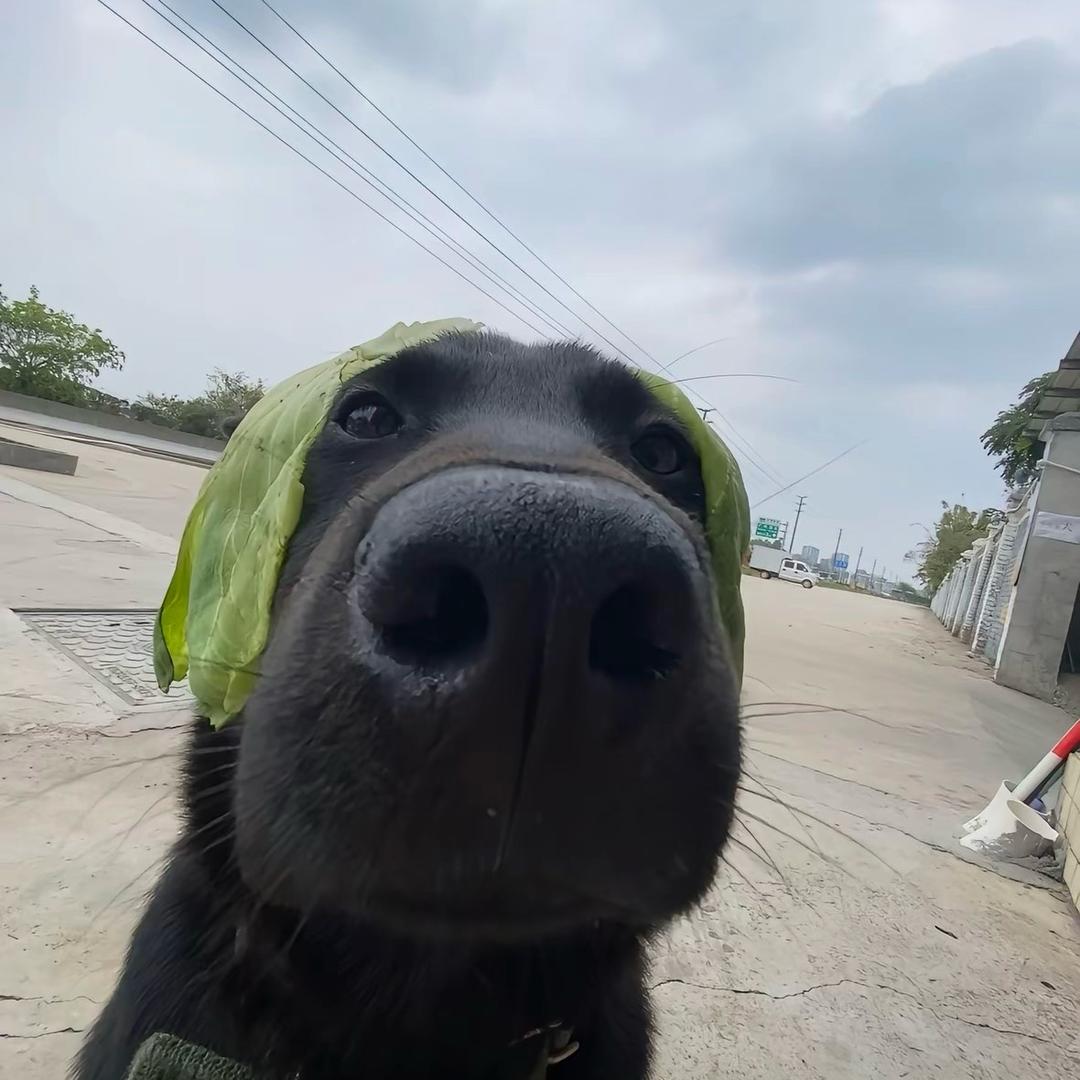 灞奔儿波