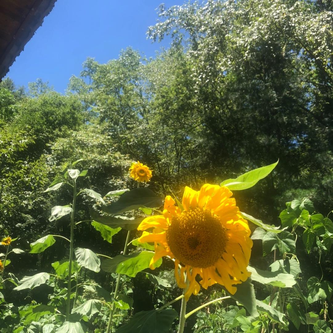 清风明月🌟🌟🌟